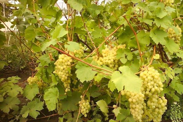 grape variety aleshenkin photo