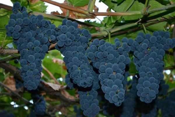 grape variety Amur breakthrough