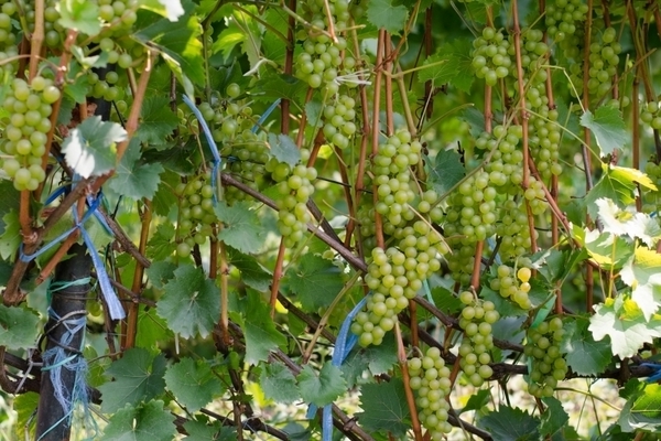 Bianca grapes