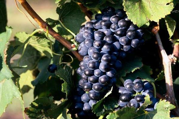 raisins dans la région de Léningrad