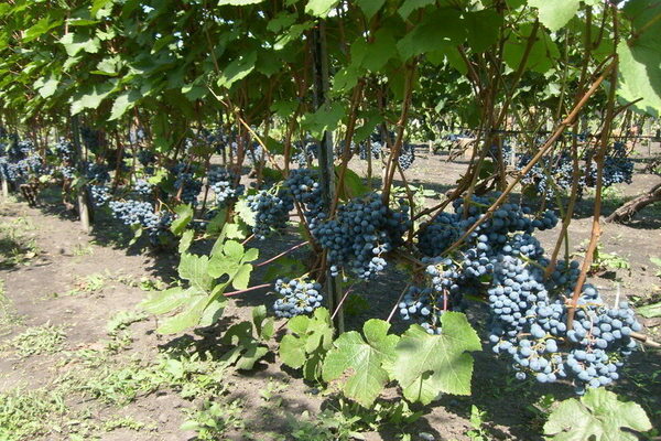 grapes in the Leningrad region