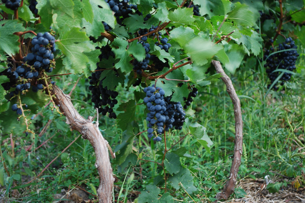 descripción de las uvas furor