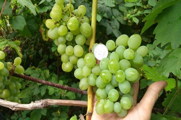 grape harold description