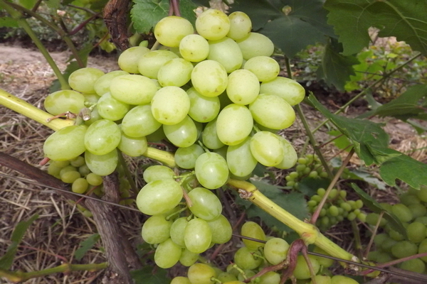 recenze harold grapes