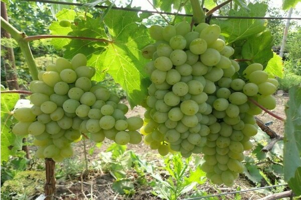 gambar harold variety anggur