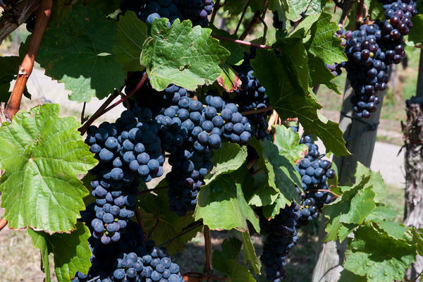 Isabella grape variety