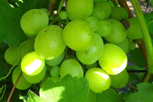 Kesha grapes: description of the variety, basic information about grapes