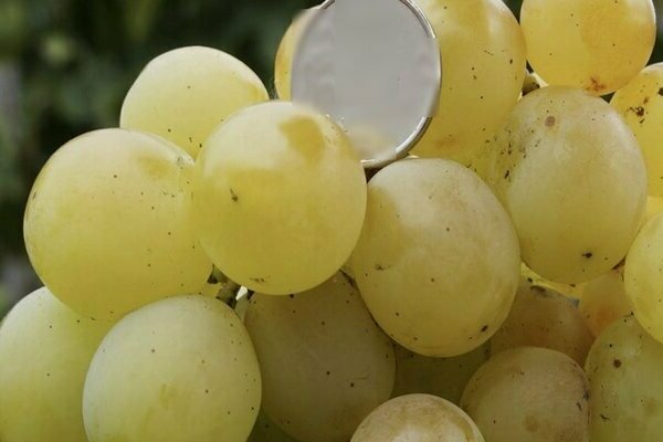 Kesha grapes: description of the variety, briefly about the real varietal variety
