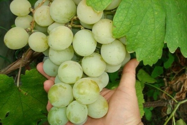Kesha grapes: description, photo, information about the uniqueness of this varietal variety