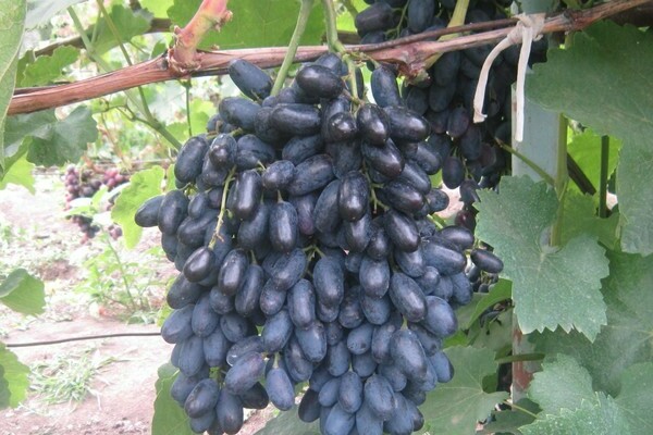 grape variety Codryanka