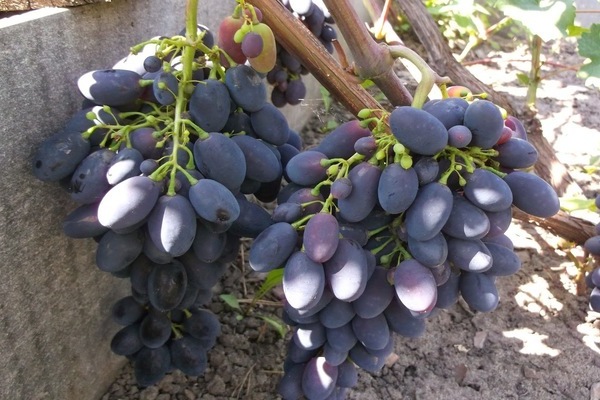 Codreanka grape variety description