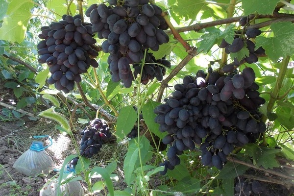 Codreanka grape variety description phot