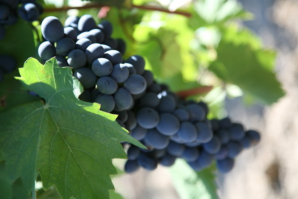 Description des raisins du Kouban