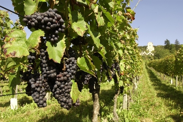 Kuban grapes variety description