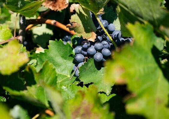 photo de description des raisins kuban