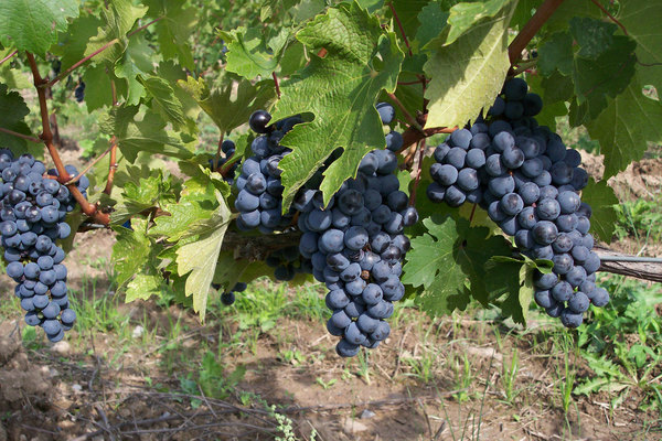 gambar deskripsi pelbagai anggur kuban