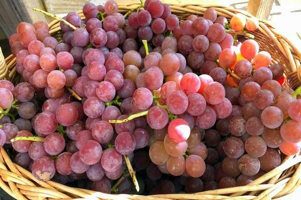 Описание на сорта грозде Лидия