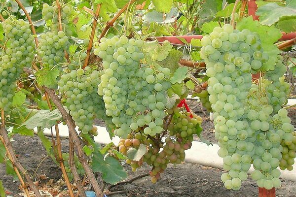beskrivelse av maharach druer