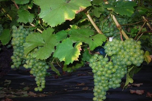maharacho vynuogių nuotrauka