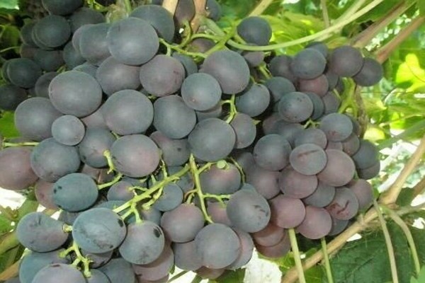 Кишмишко грозде