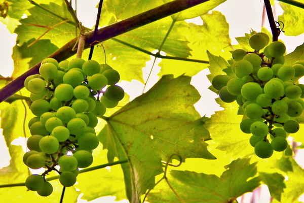 Moscow grape variety