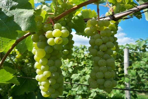 Moscow grapes without cover