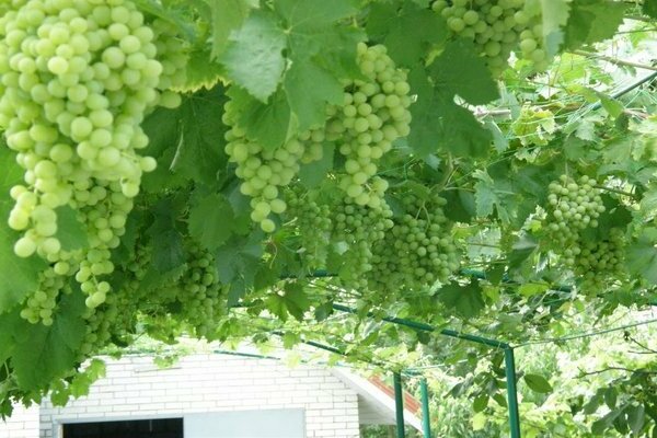 Moscow white grapes