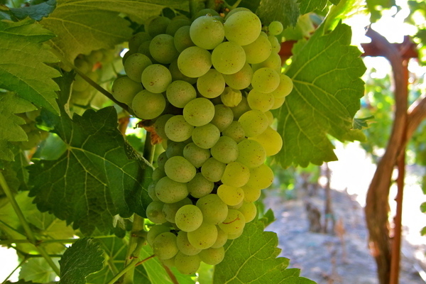 Moscow grape resistant