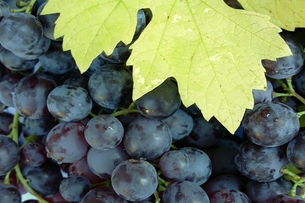 Muscat grapes