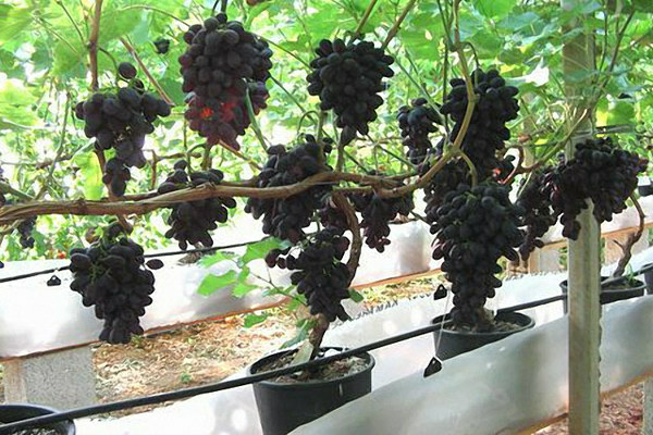 grapes on the balcony