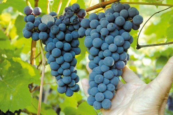 grapes in the Urals