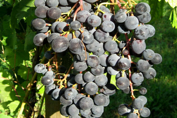 Sharova grape varieties
