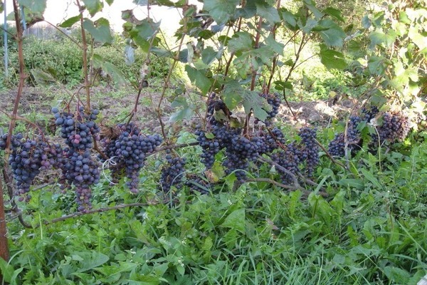 grape variety Sharov's riddle