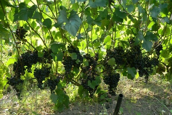 описание на сорта грозде