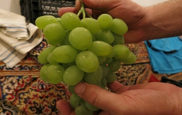 super extra grape variety