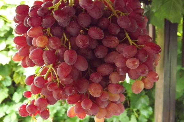 Veles grape variety