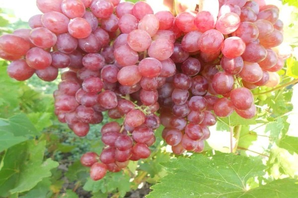Veles grape variety description