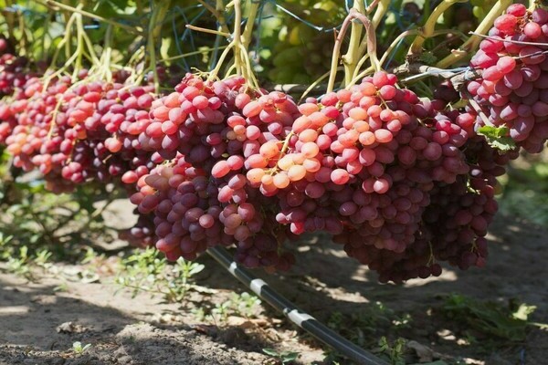 Kishmish grapes