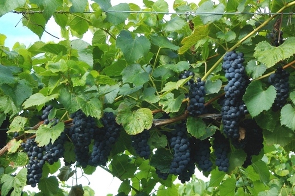 grožđe u predgrađu