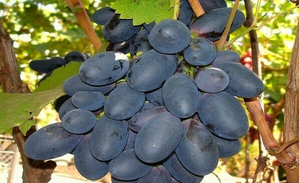 photo of grapes is great