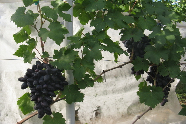 flott beskrivelse av druer