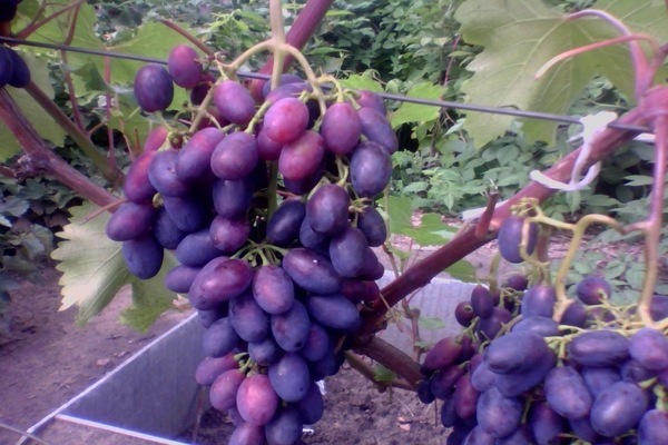 foto varieti anggur