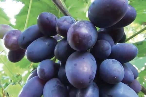 Viking grape variety