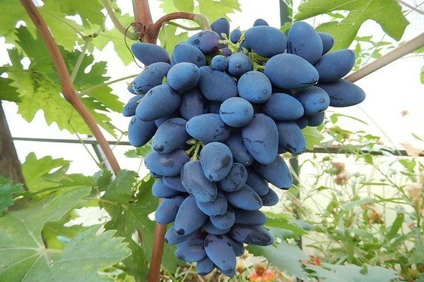 viking grapes description