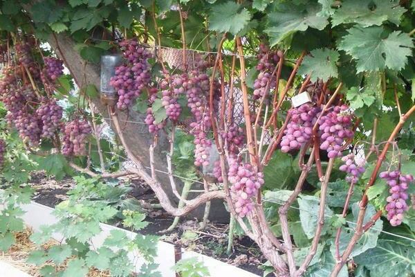 grožđe u predgrađu