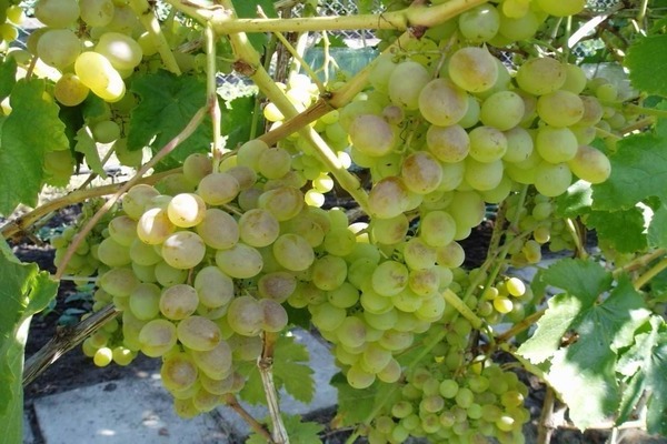 grape variety delight