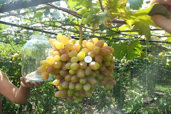 grožđe oduševiti opis sorte
