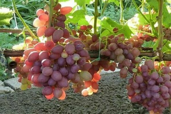 Julijansko grožđe