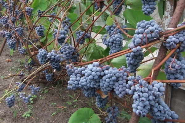 grapes in the Leningrad region