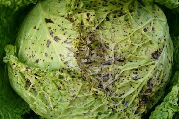 cabbage diseases